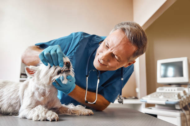 Best Emergency Broken Tooth Repair in Sutherland, NE